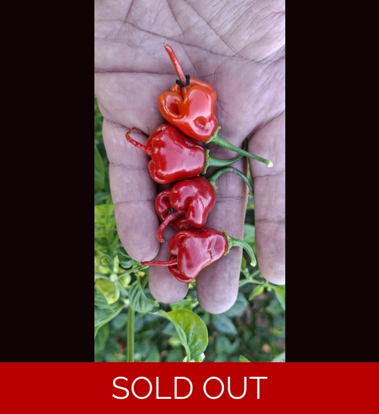 FADDAS REAPER PERFUME Red (f5)-> (f6) (10+seeds)